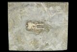 Crinoid (Pentaramicrinus) Crown - Leitchfield, Kentucky #114369-1